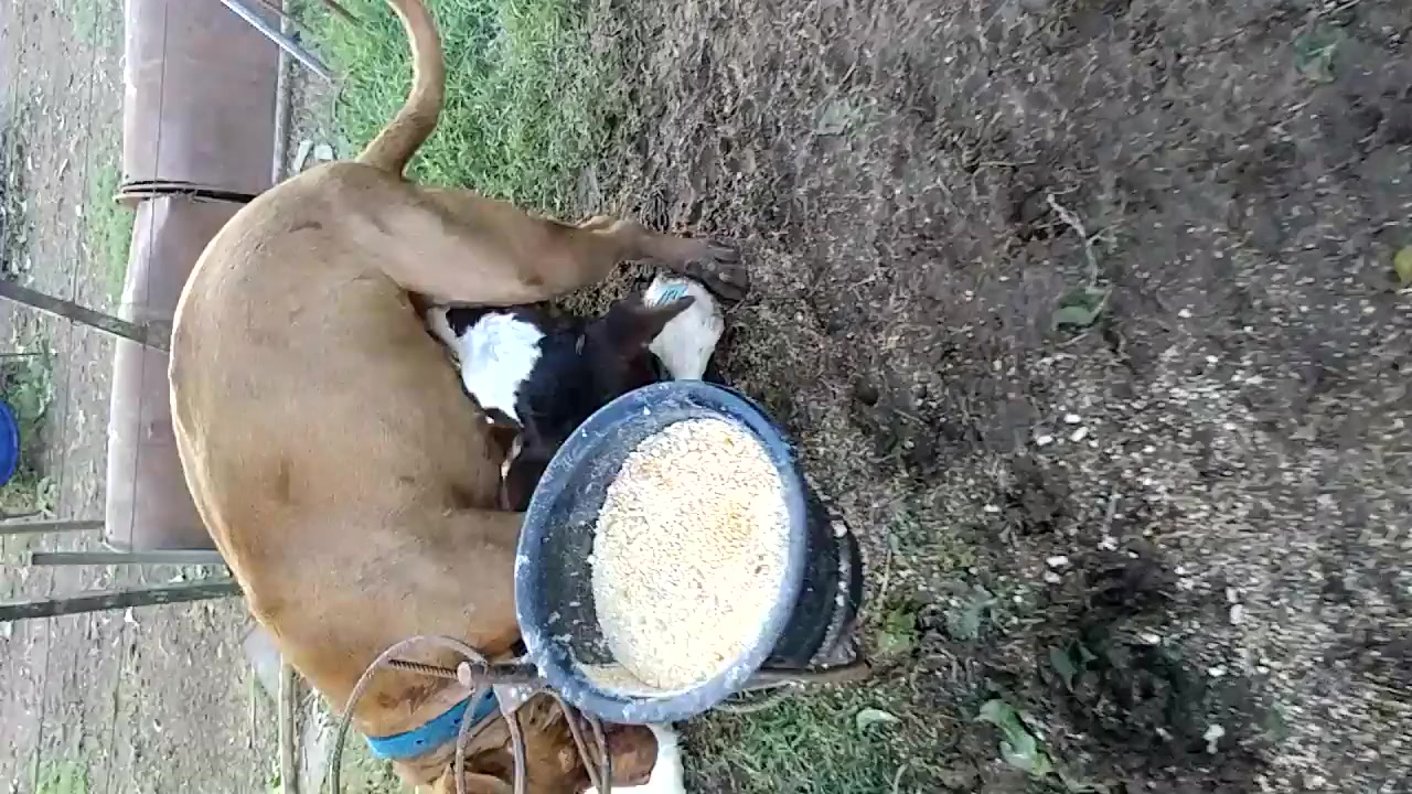 Calf sucks dick