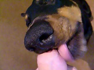 Dog Beeg Hd - Dog Animal Porn Videos / Most Viewed